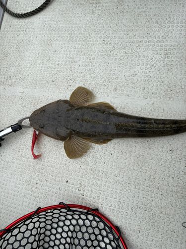 マゴチの釣果