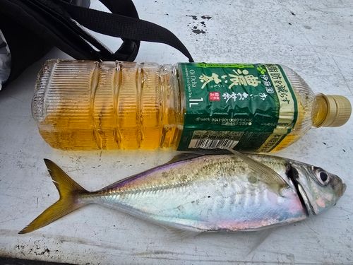 マアジの釣果