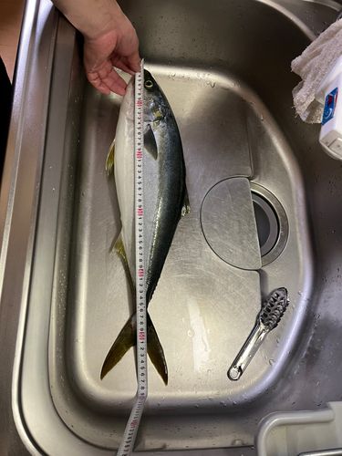イナダの釣果