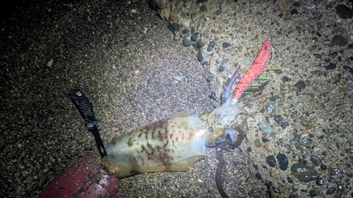 アオリイカの釣果