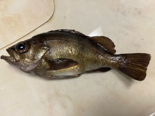 メバルの釣果