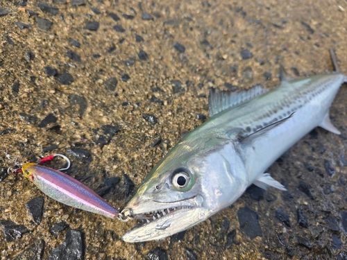 サゴシの釣果