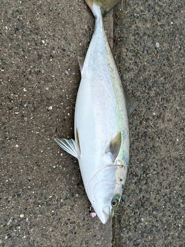 メジロの釣果