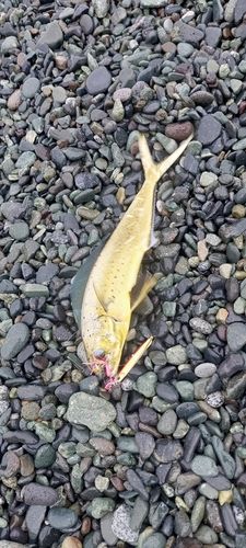 シイラの釣果