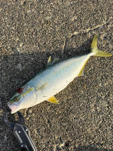 フクラギの釣果