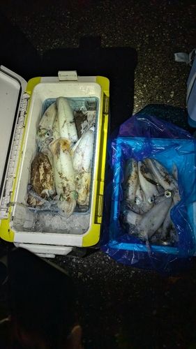 美保湾