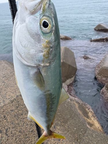波松海岸