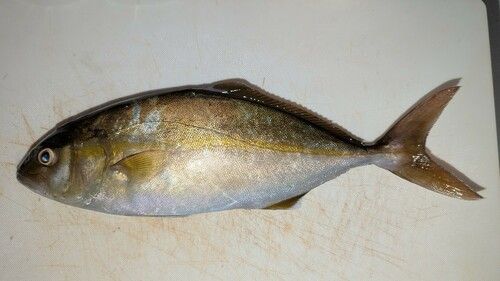 カンパチの釣果