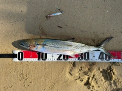 サゴシの釣果