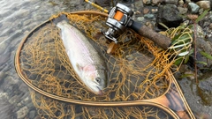 ニジマスの釣果