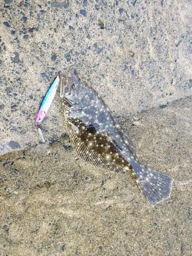 ソゲの釣果
