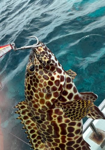 イシミーバイの釣果