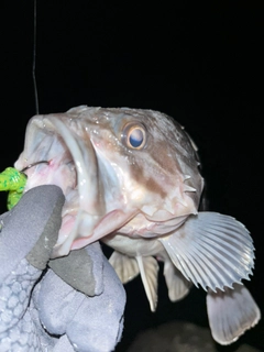 クロソイの釣果