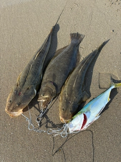 ヒラメの釣果