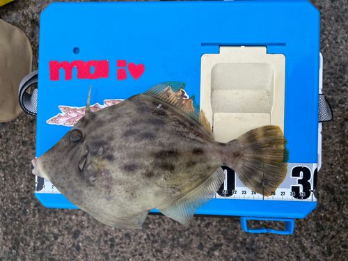 カワハギの釣果