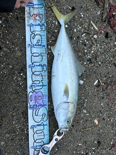 ワラサの釣果