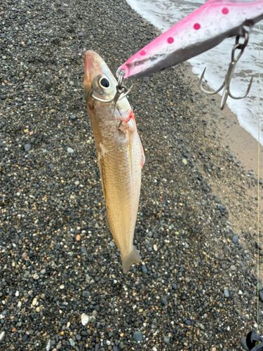 キスの釣果