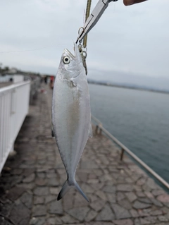 イケカツオの釣果