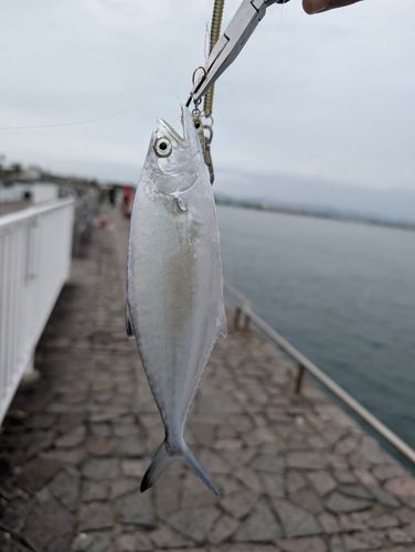 新居海釣公園