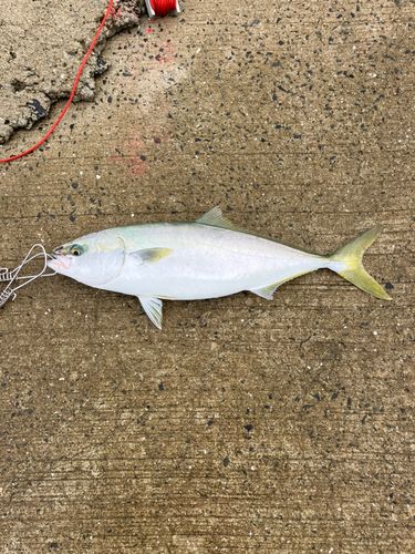 イナダの釣果