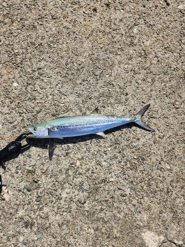 サゴシの釣果