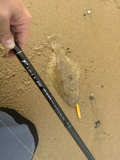 ソゲの釣果