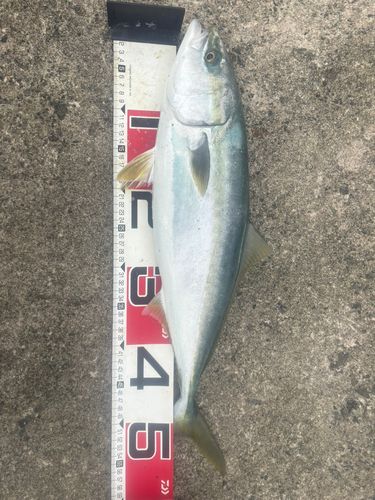 ハマチの釣果