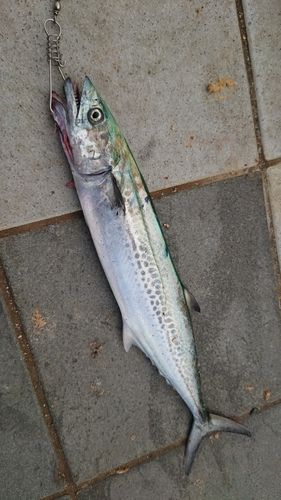 サゴシの釣果