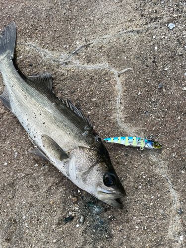セイゴ(ヒラスズキ)の釣果