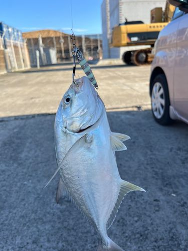 メッキの釣果