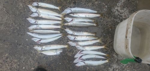 カマスの釣果