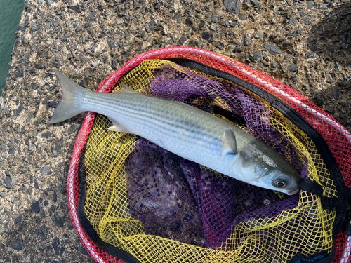 ボラの釣果