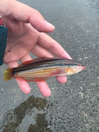 キュウセンの釣果