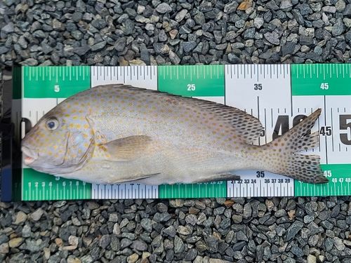 コロダイの釣果