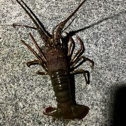 イセエビ