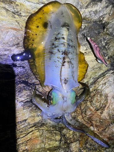 アオリイカの釣果