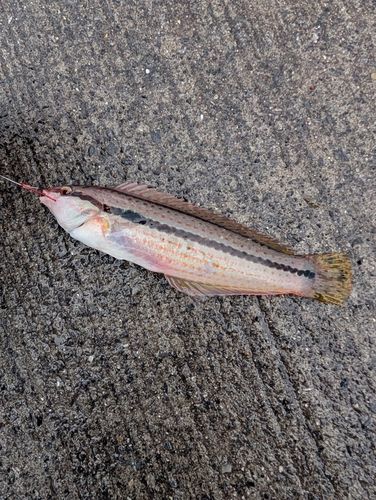 キュウセンの釣果