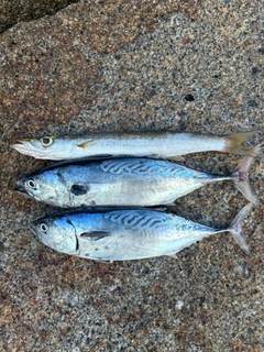 スマガツオの釣果