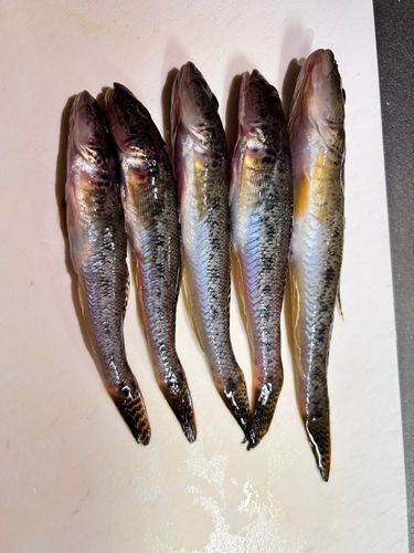 マハゼの釣果
