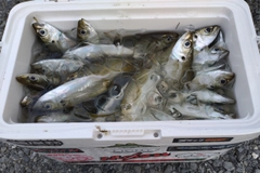 アジの釣果