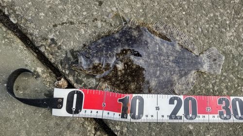 ヒラメの釣果