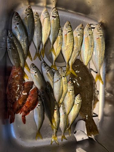 アジの釣果