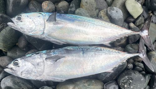 ソウダガツオの釣果