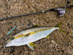 ヒラマサの釣果
