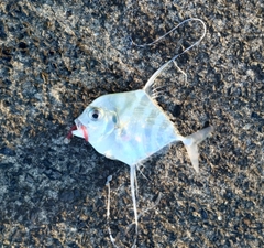 イトヒキアジの釣果