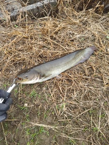 ナマズの釣果