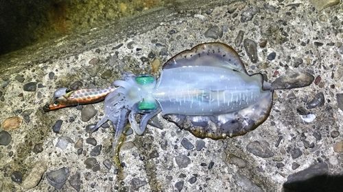 アオリイカの釣果