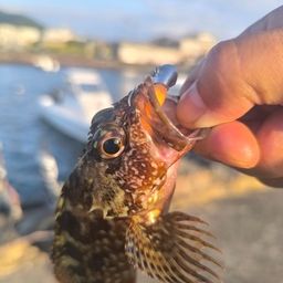 カサゴ