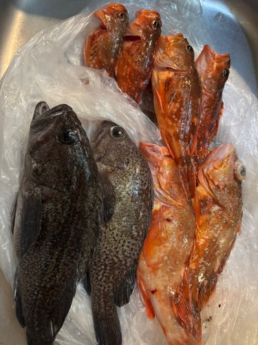 ウッカリカサゴの釣果