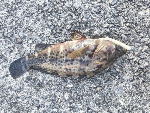 オオモンハタの釣果